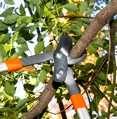 cắt tỉa Loppers